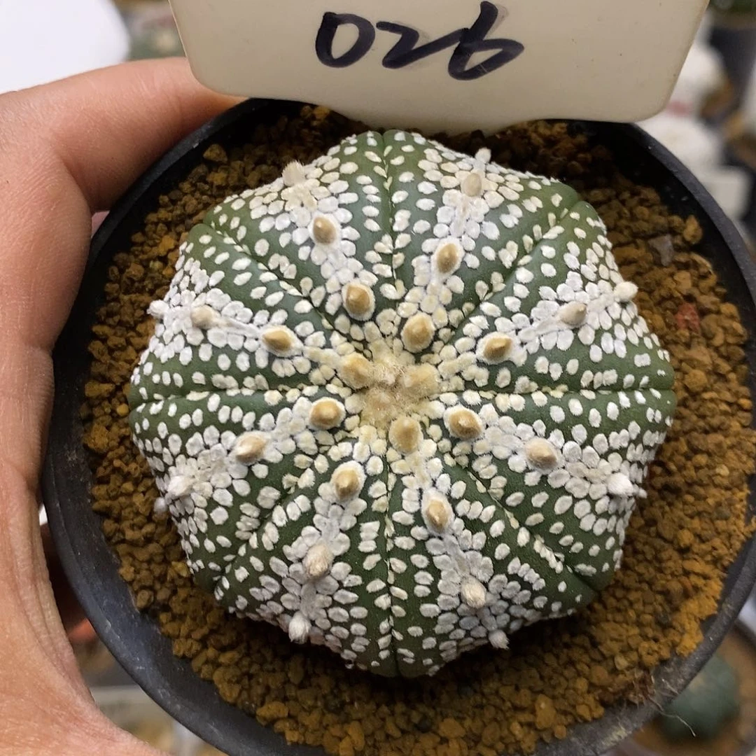 026奇迹福利特价来了