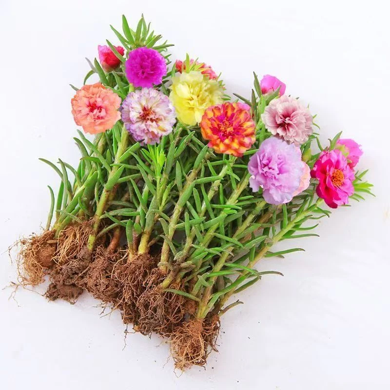 太阳花小苗 宿根重瓣太阳花 耐旱耐热庭院阳台四季花卉【店铺热销】