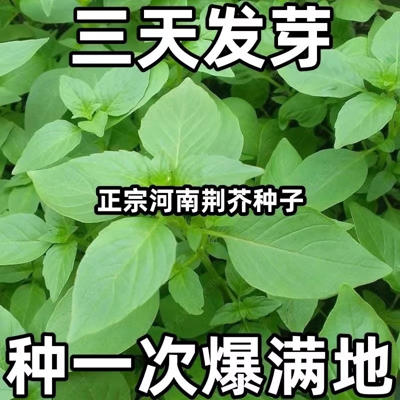 大叶荆芥种子河南荆芥种子四季耐热种植抗病蔬菜荆芥菜种子