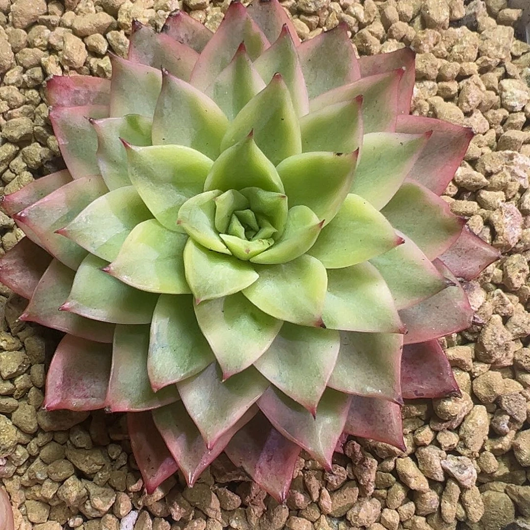 吉赛尔锦多肉植物
