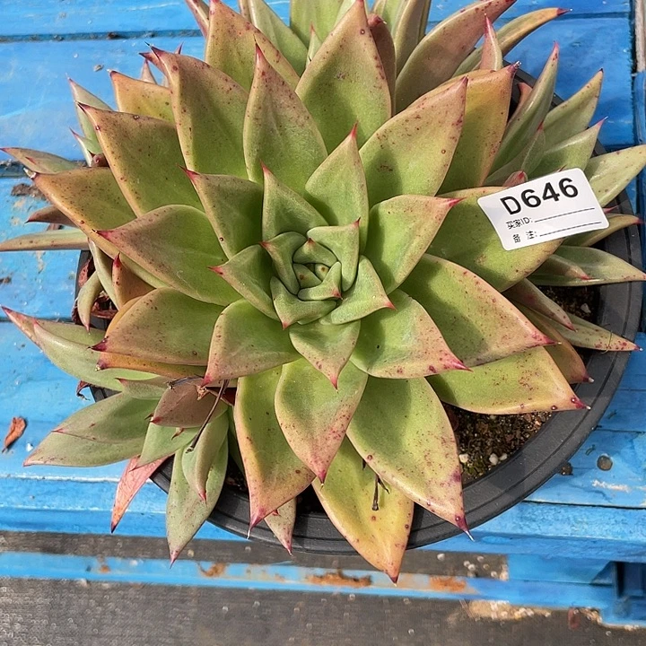 若如东云单拍D646