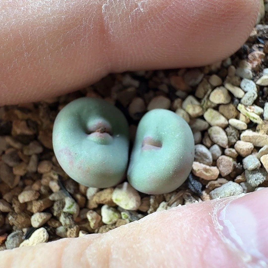 树*sh2736 sp dy2 树树