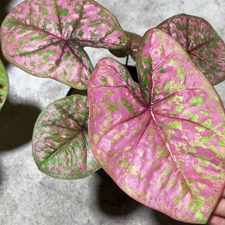 12-1012彩叶芋泰国发