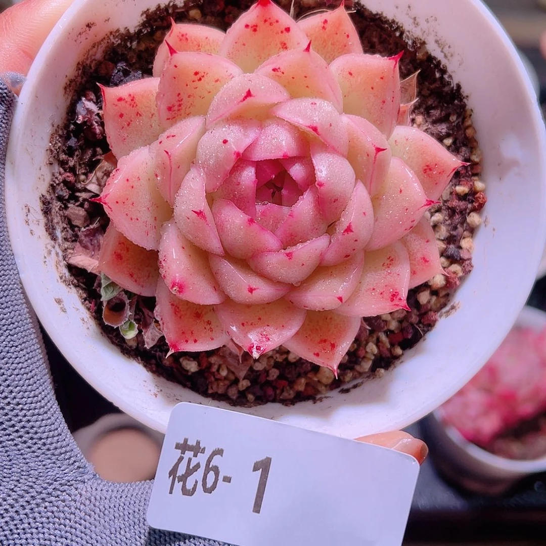 花06-01麦秆单头