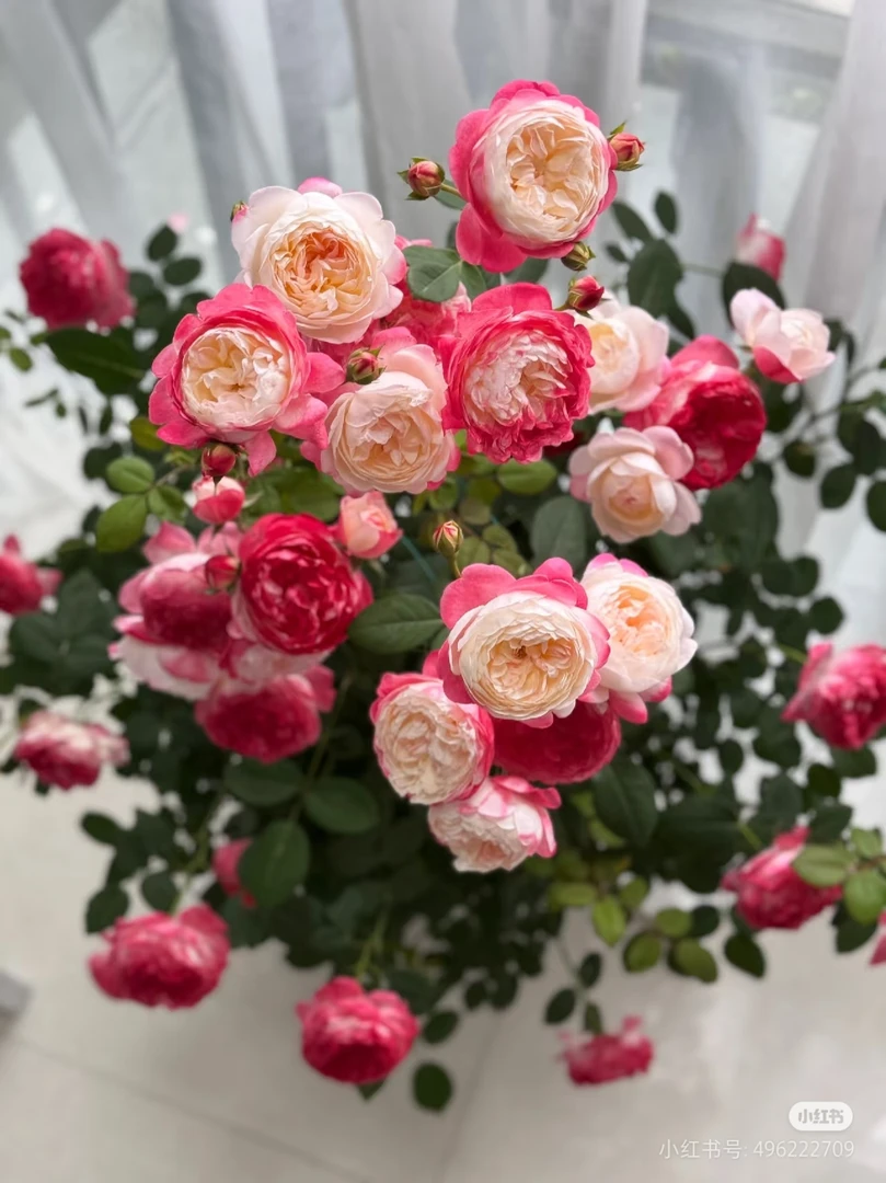 和室月季花苗大花浓香勤花开花复色渐变玫瑰盆栽花卉绿植多季开花