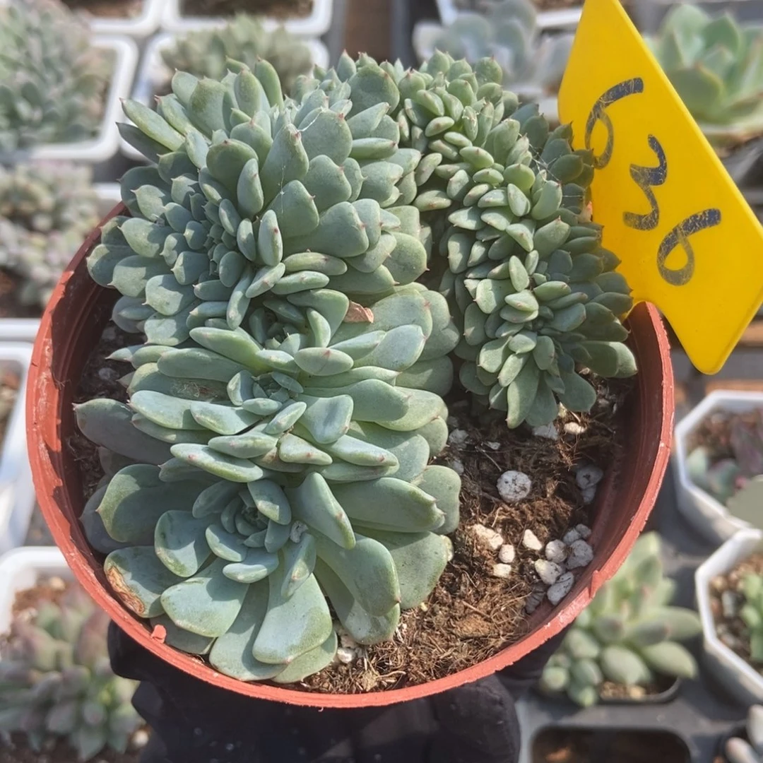 636白胖子缀多肉植物保护
