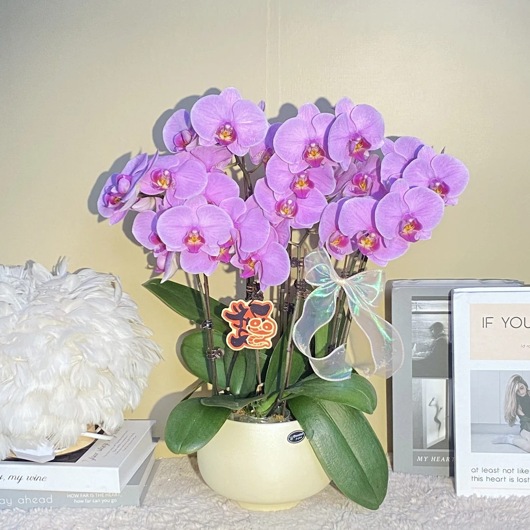 秘密花园 明日之星  蝴蝶兰  粉色花  室内客厅卧室精品观赏真花