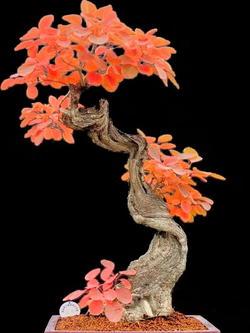 精品花卉绿植下单以实物为准精美观赏佳品
