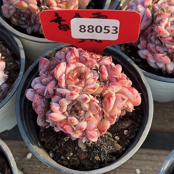 一***阳糖心。    88053号。