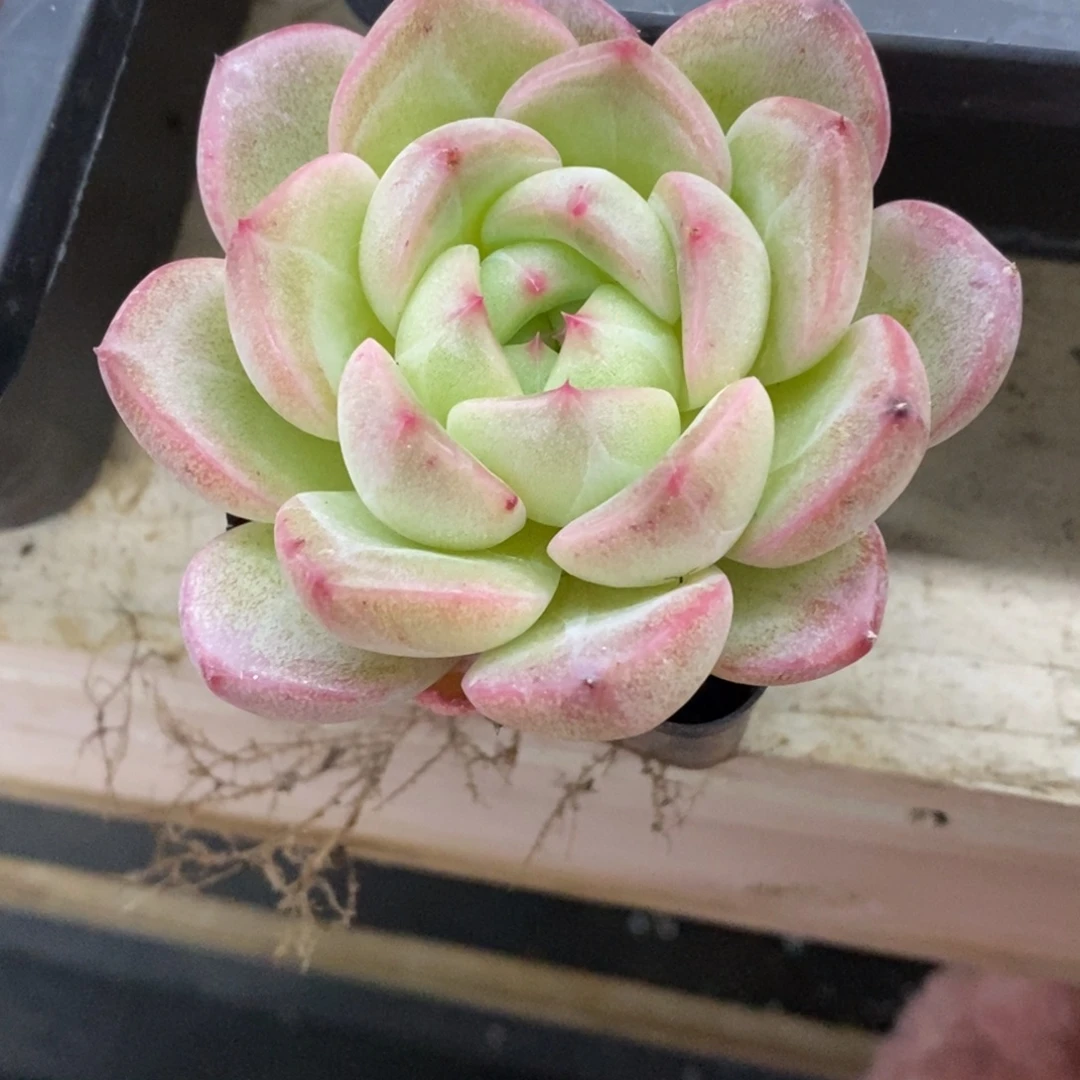 精品多肉一物拍不包整30