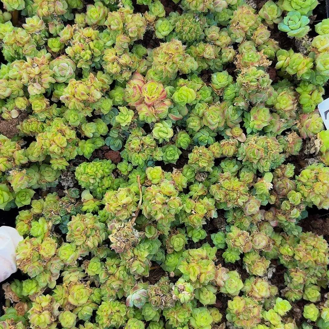 霂****4多肉植物多肉植物718