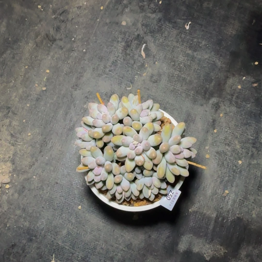 z z z z z z z z 50