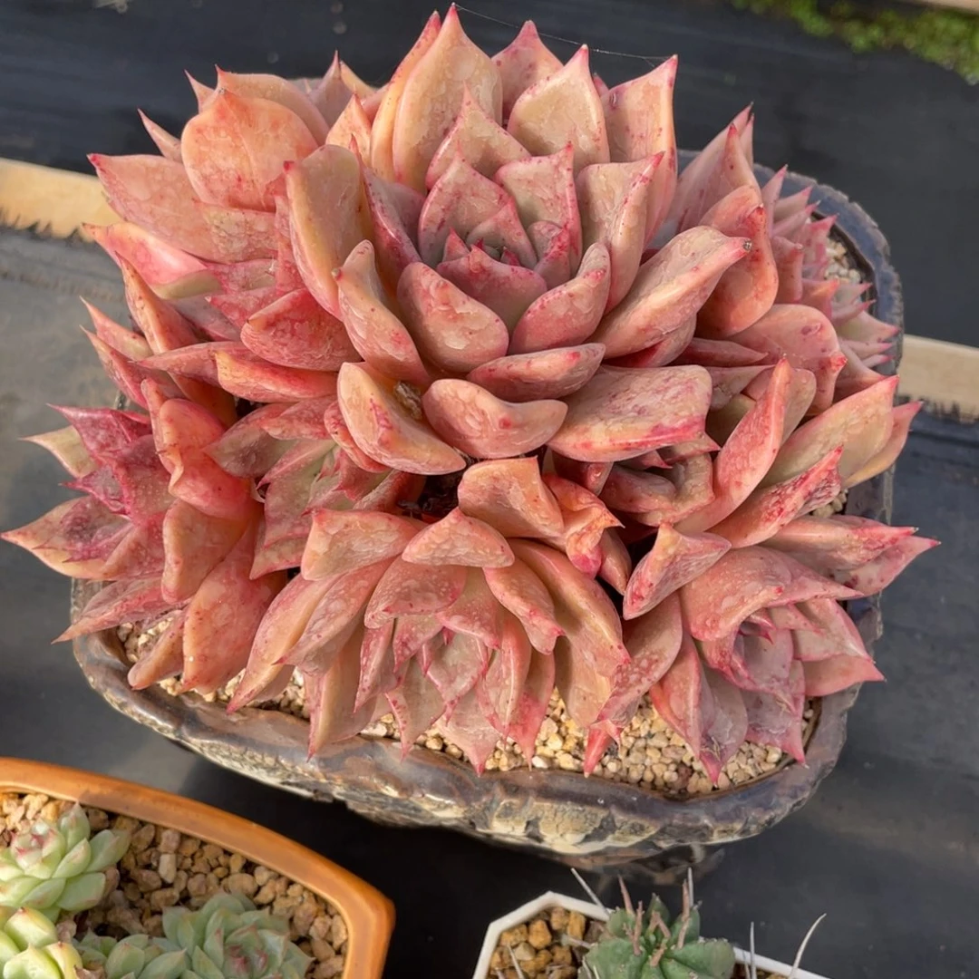 海伦群生木质化老桩