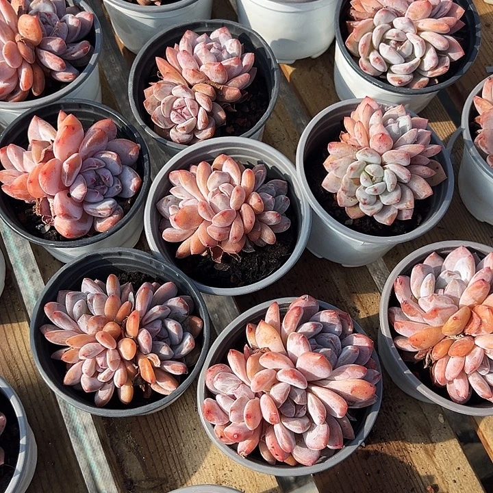 女****十盆      多头    雪天使