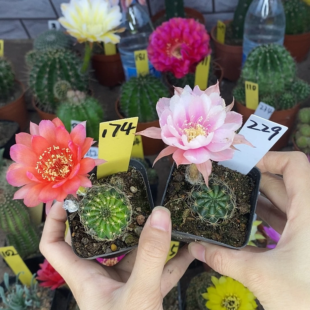 善***基丽花两个仙人球球