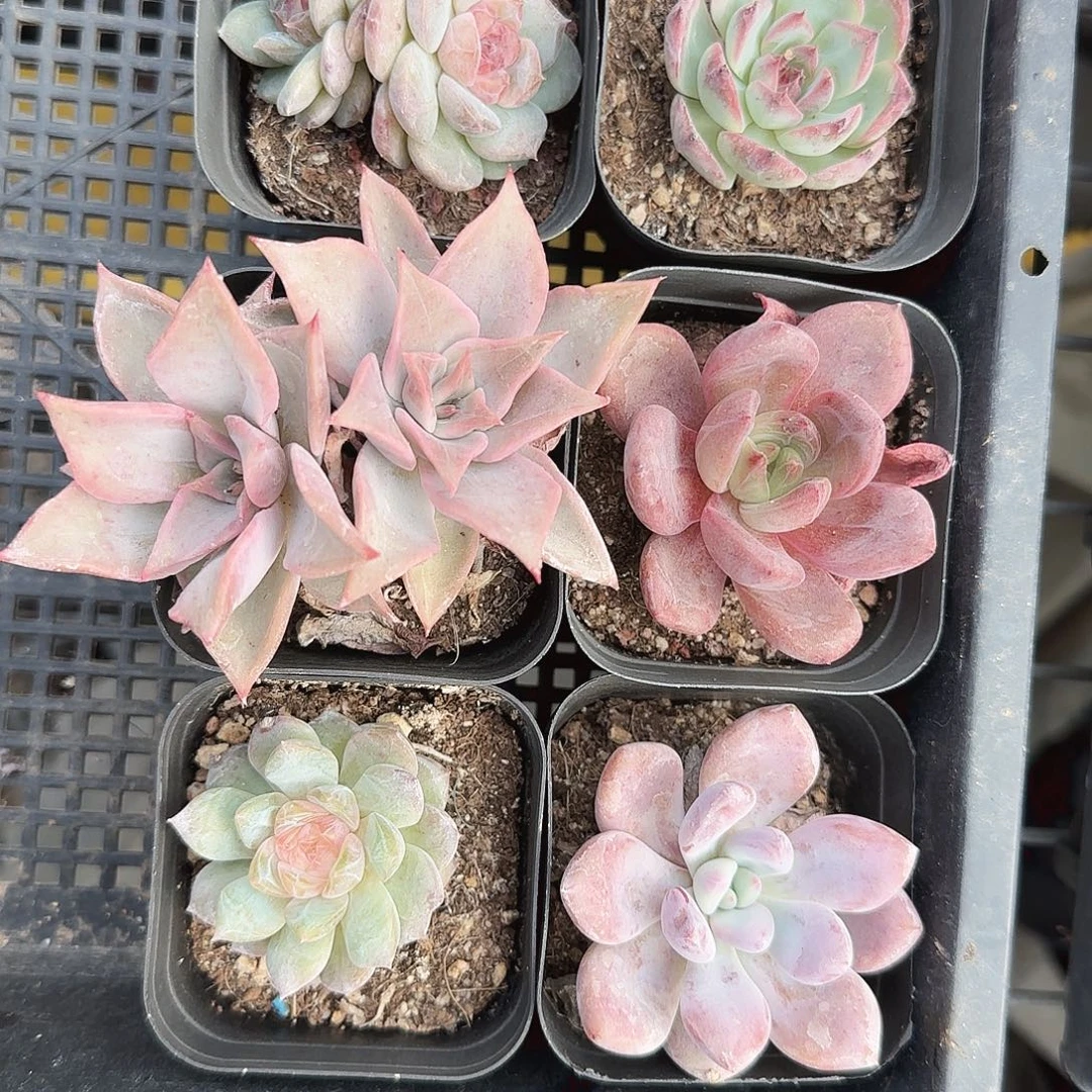 6597 清棚6颗一组