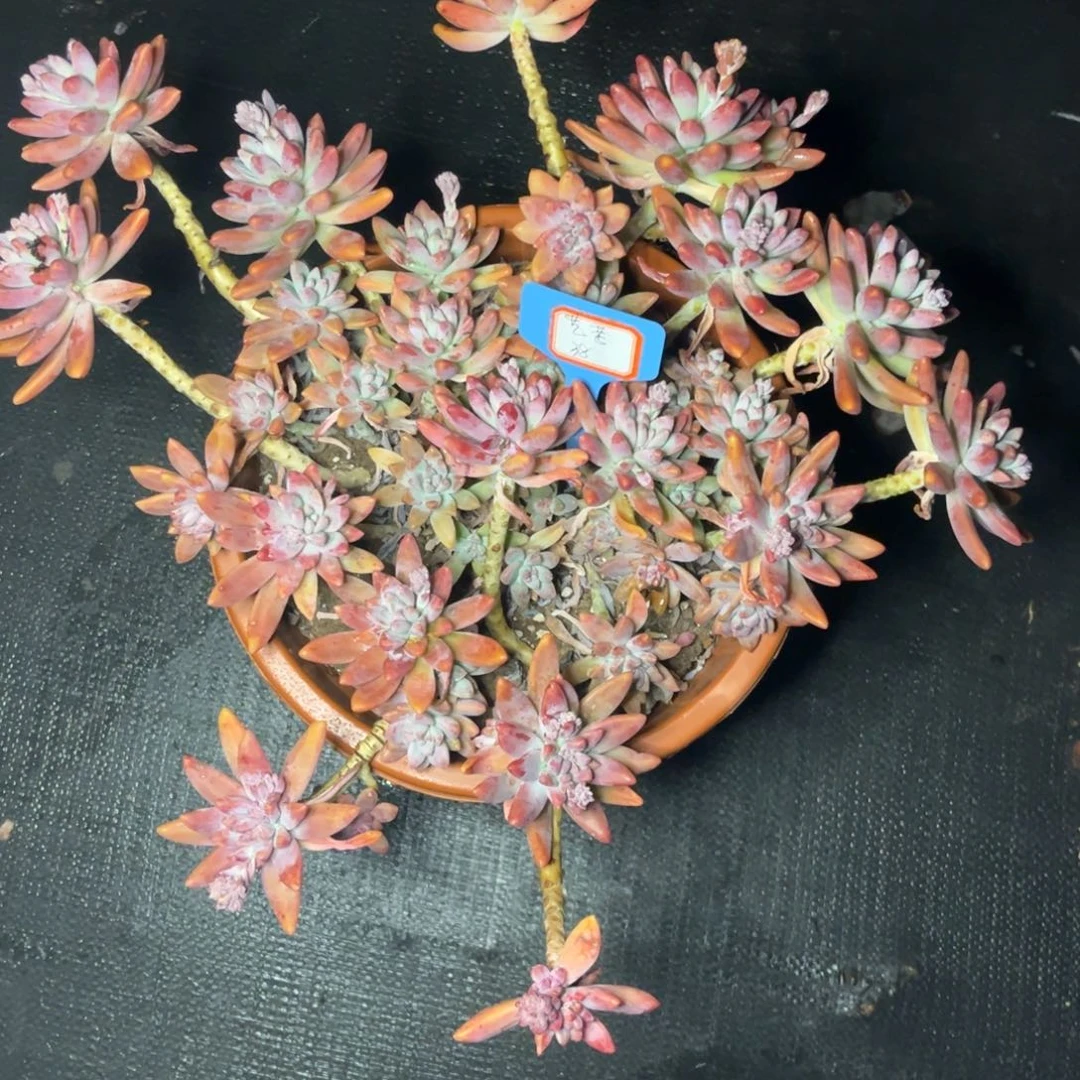 小雨多肉艺考秋丽