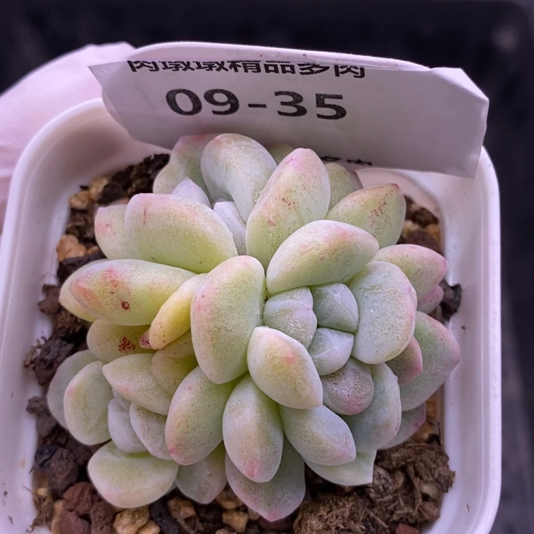 【闪购商品】09-35冰玉石化