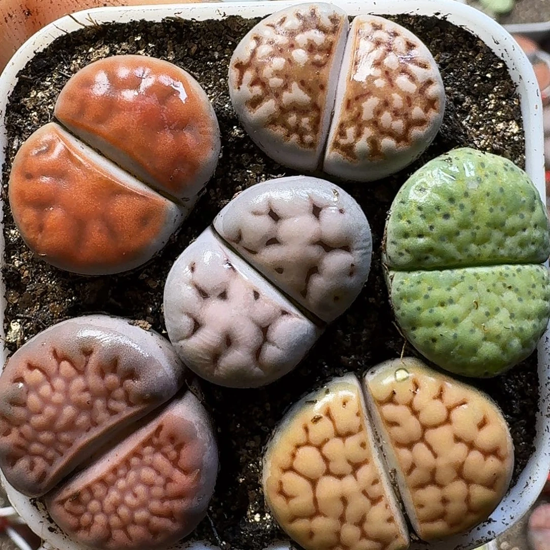 生石花11111。  179