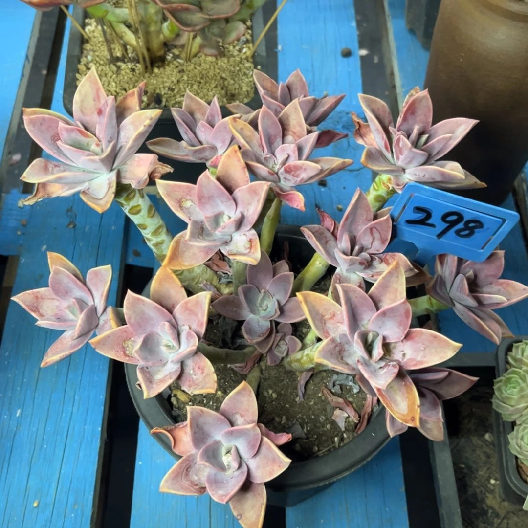 小雨多肉建国太妃糖