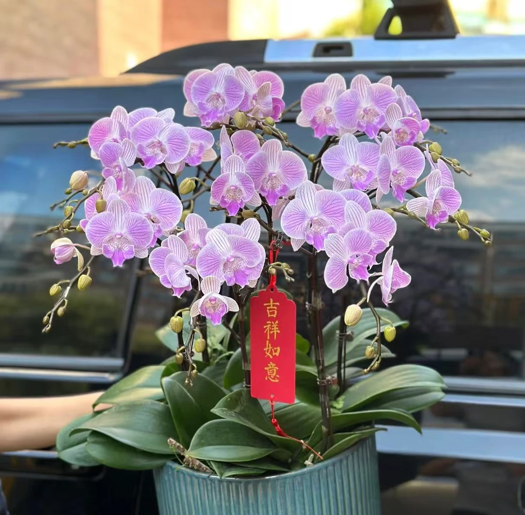 【李先生】虞美人单花剑~蝴蝶兰带花发货原盆原土发货