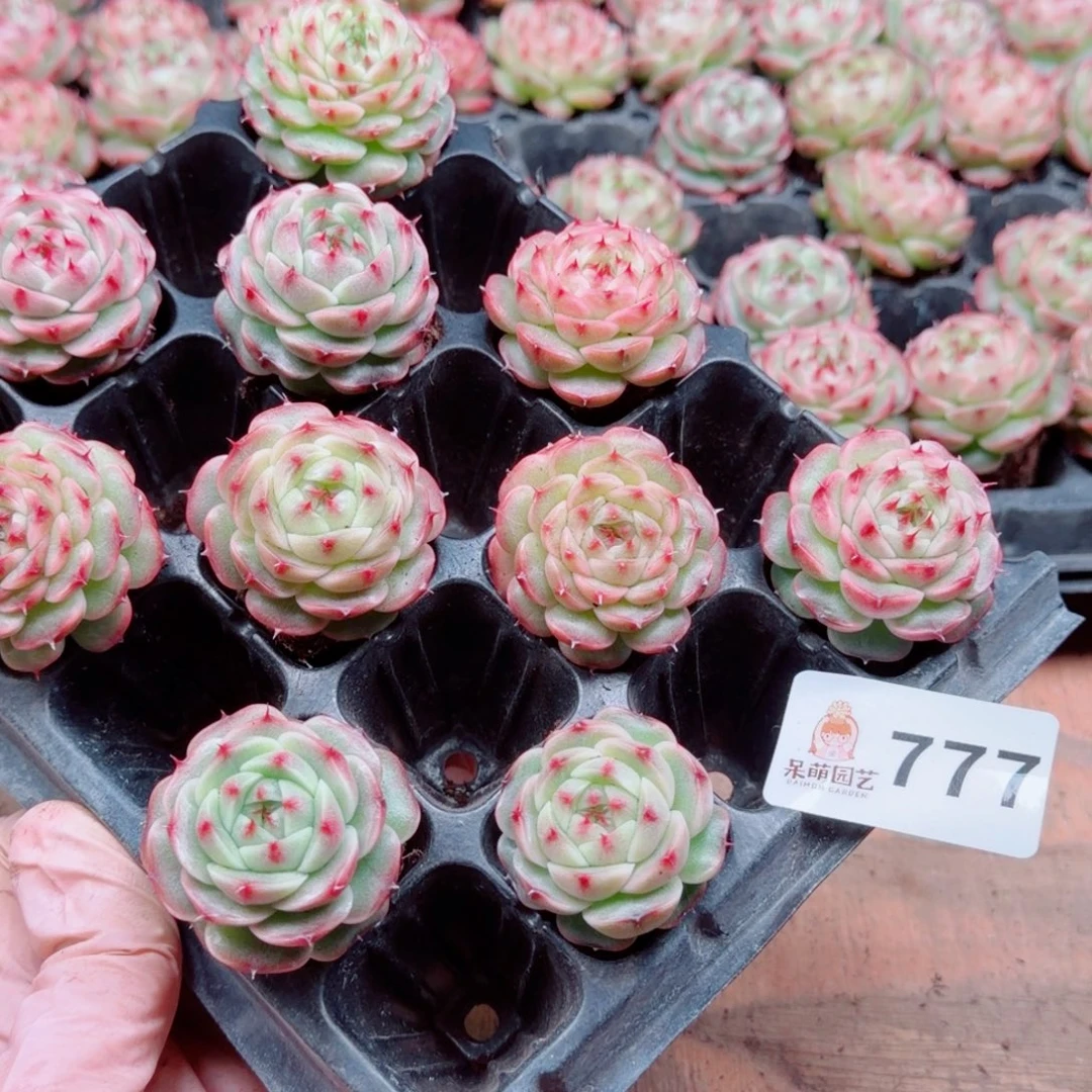 富***）多肉植物多肉植物