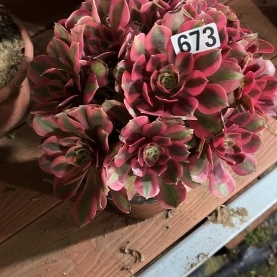 @***@一颗父母肉大事 673