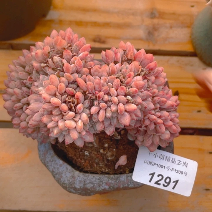 谢谢你的支持000001291