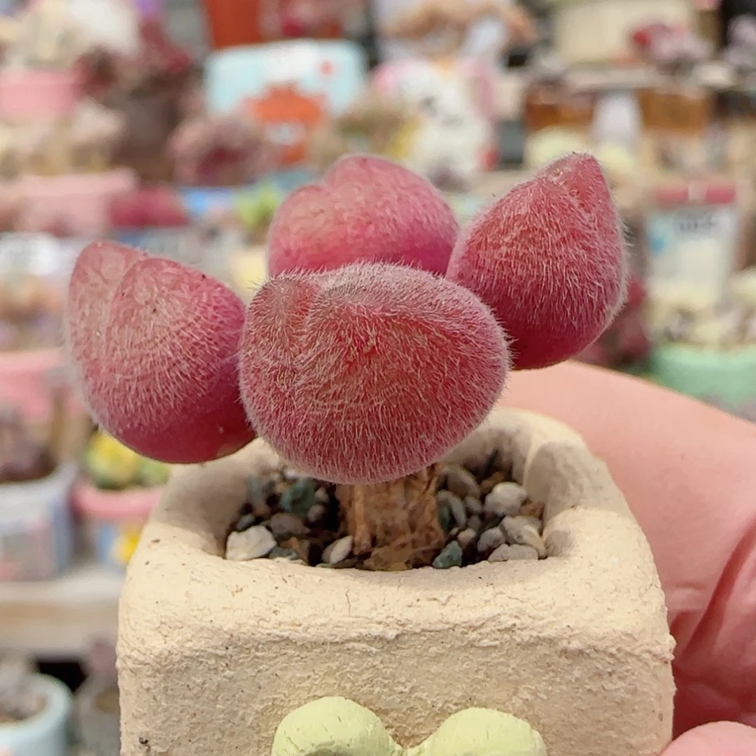粉红毛翠 盆口2cm