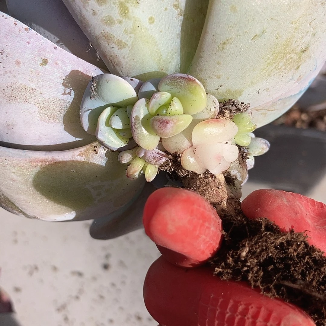 52 一物一拍退款拉黑