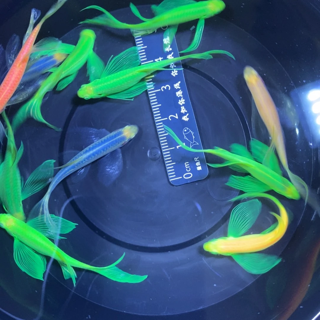 斑马鱼蝶翼斑马11条4-5厘米