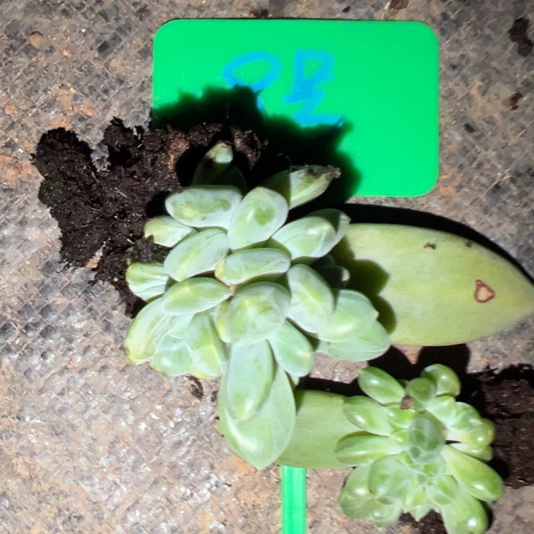 小*?9号t t n➕波光多肉植物219