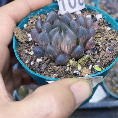 108霓虹灯锦一物一筐如图