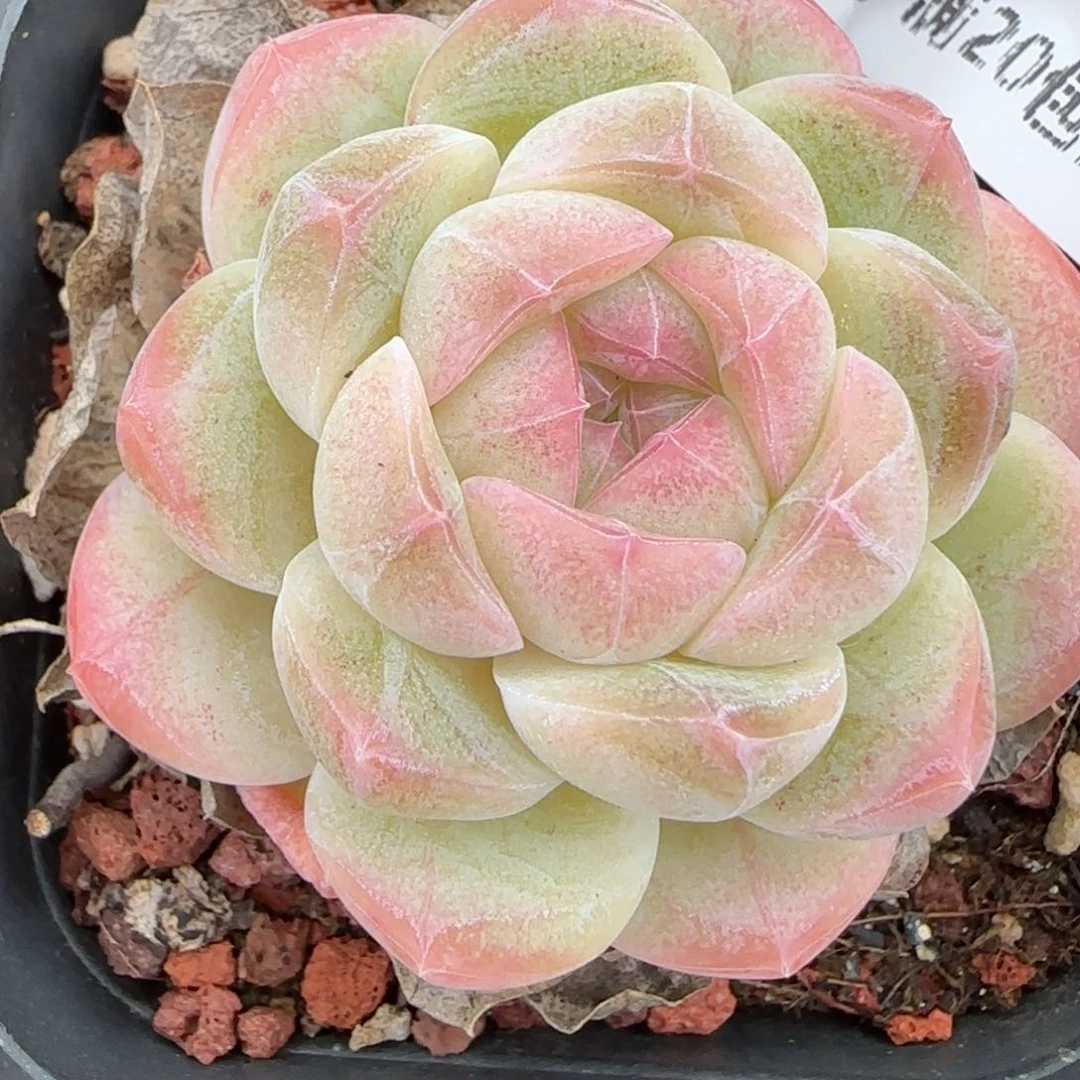 花语逸镜0127-314