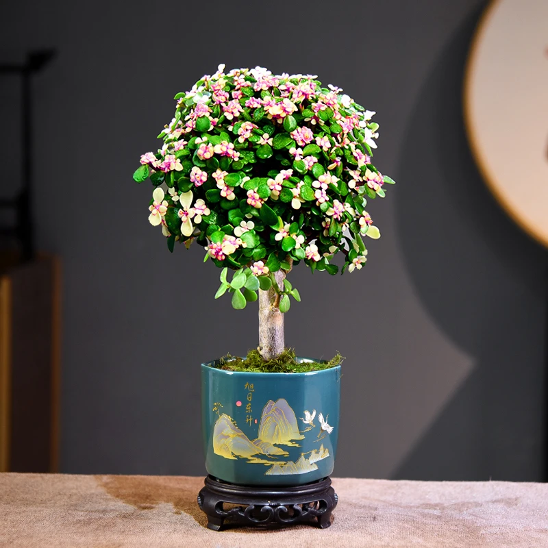 金枝玉叶老桩盆栽多肉植物批发室内花卉耐旱懒人好养棒棒糖造型