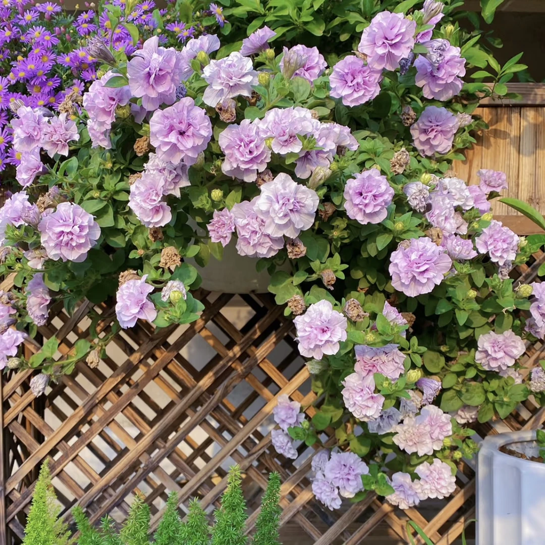 【冰淡紫·矮牵牛】天选阳台盆栽！原盆原土超级好养耐寒四季开花