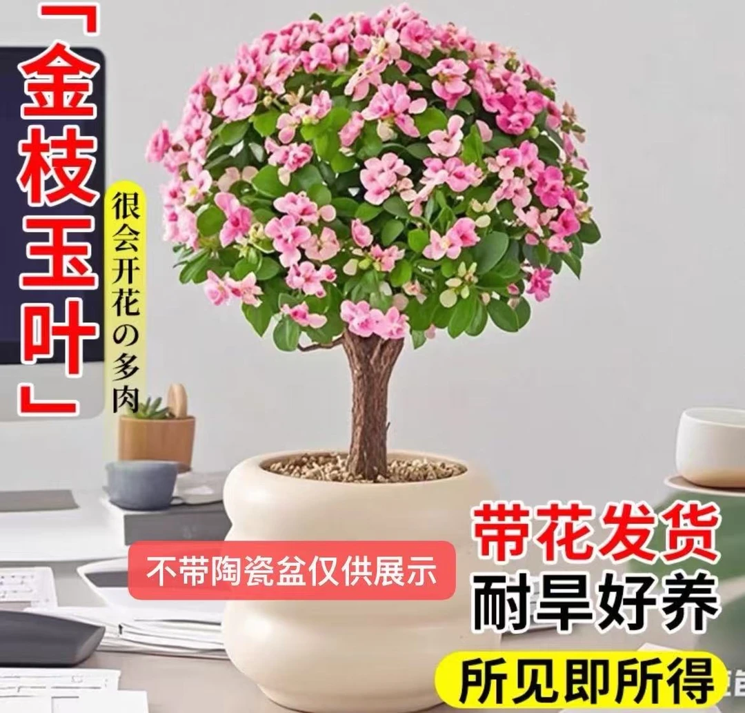 【金枝玉叶】带基地盆土 花开富贵 金玉满堂 居家养护多肉四季养护