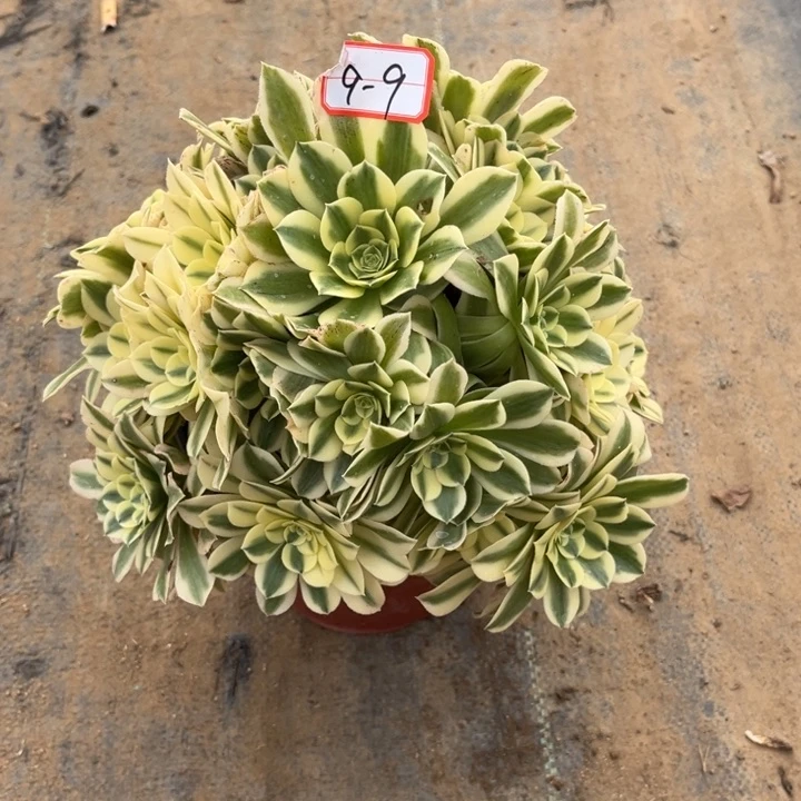 9-9绿豆沙多肉植物