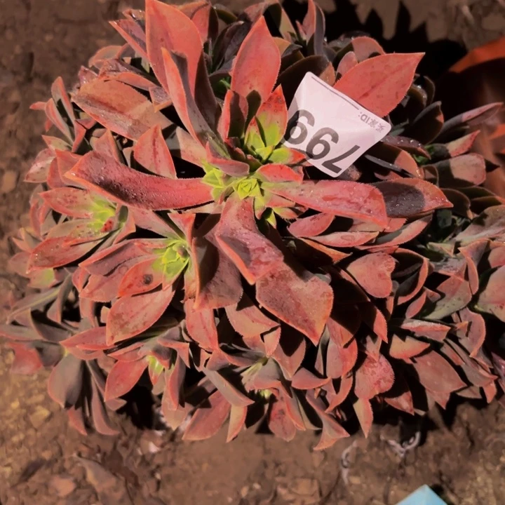 799红叶多肉植物不售后