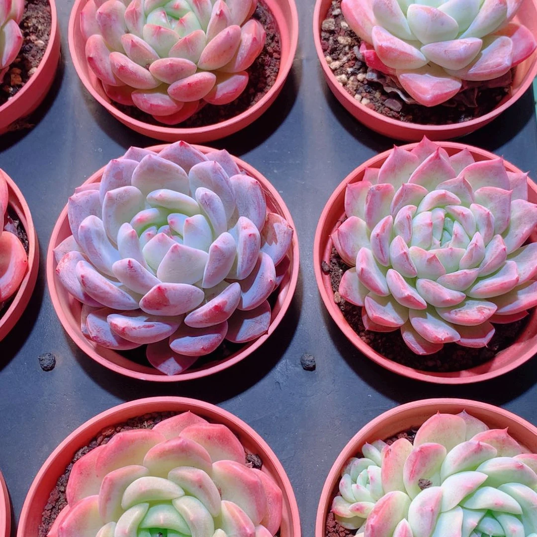 5-量拍品质保证多肉带盆9颗全单头