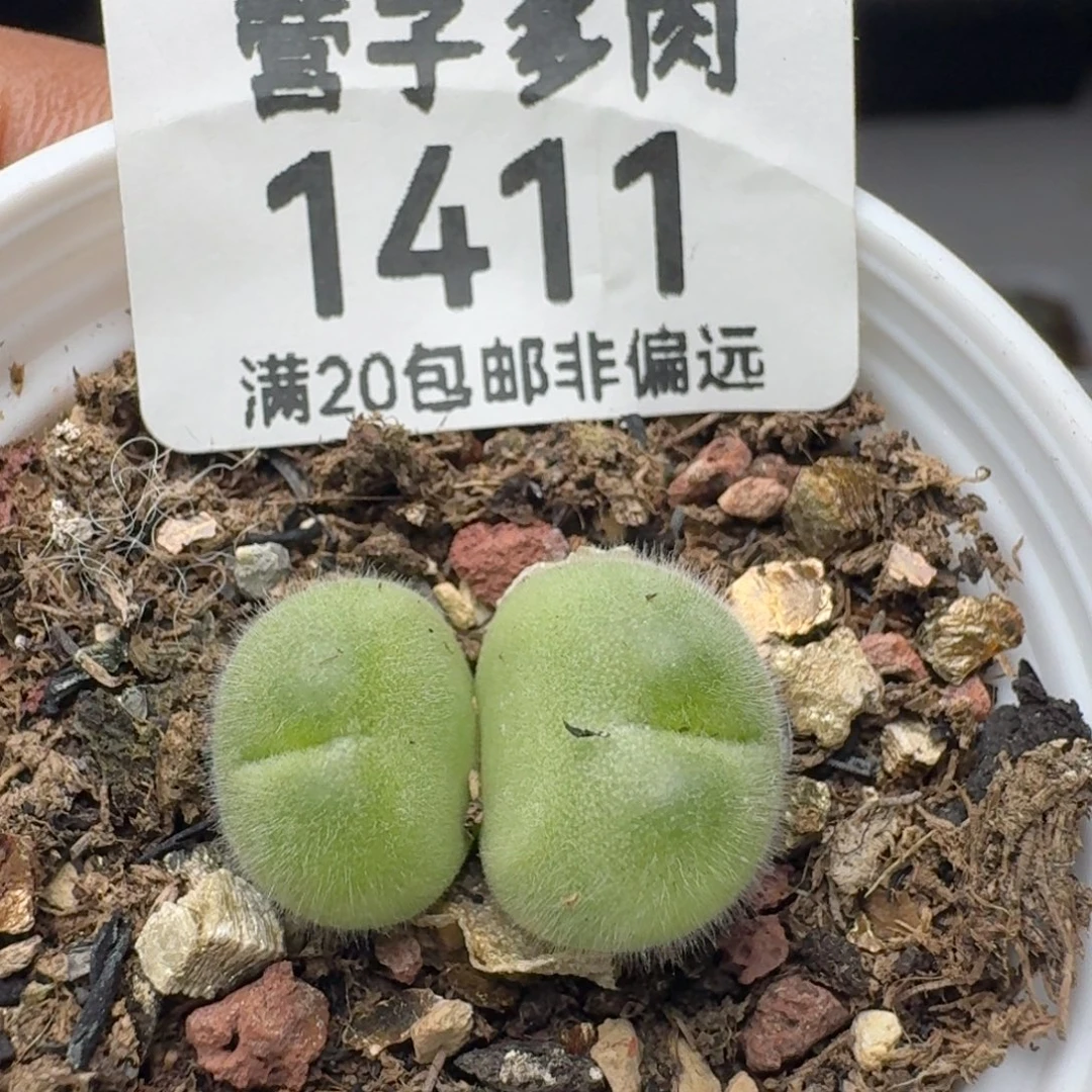 长毛带盆土