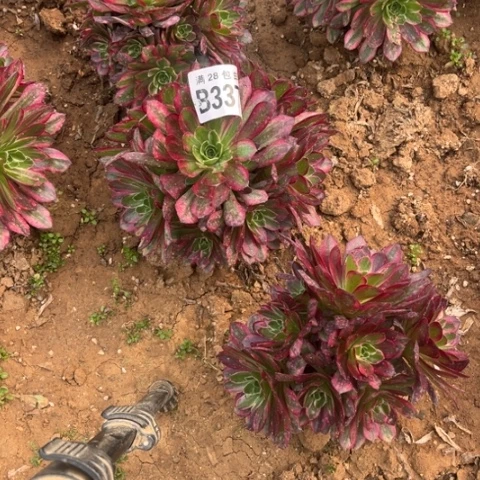 337安纳不包断枝