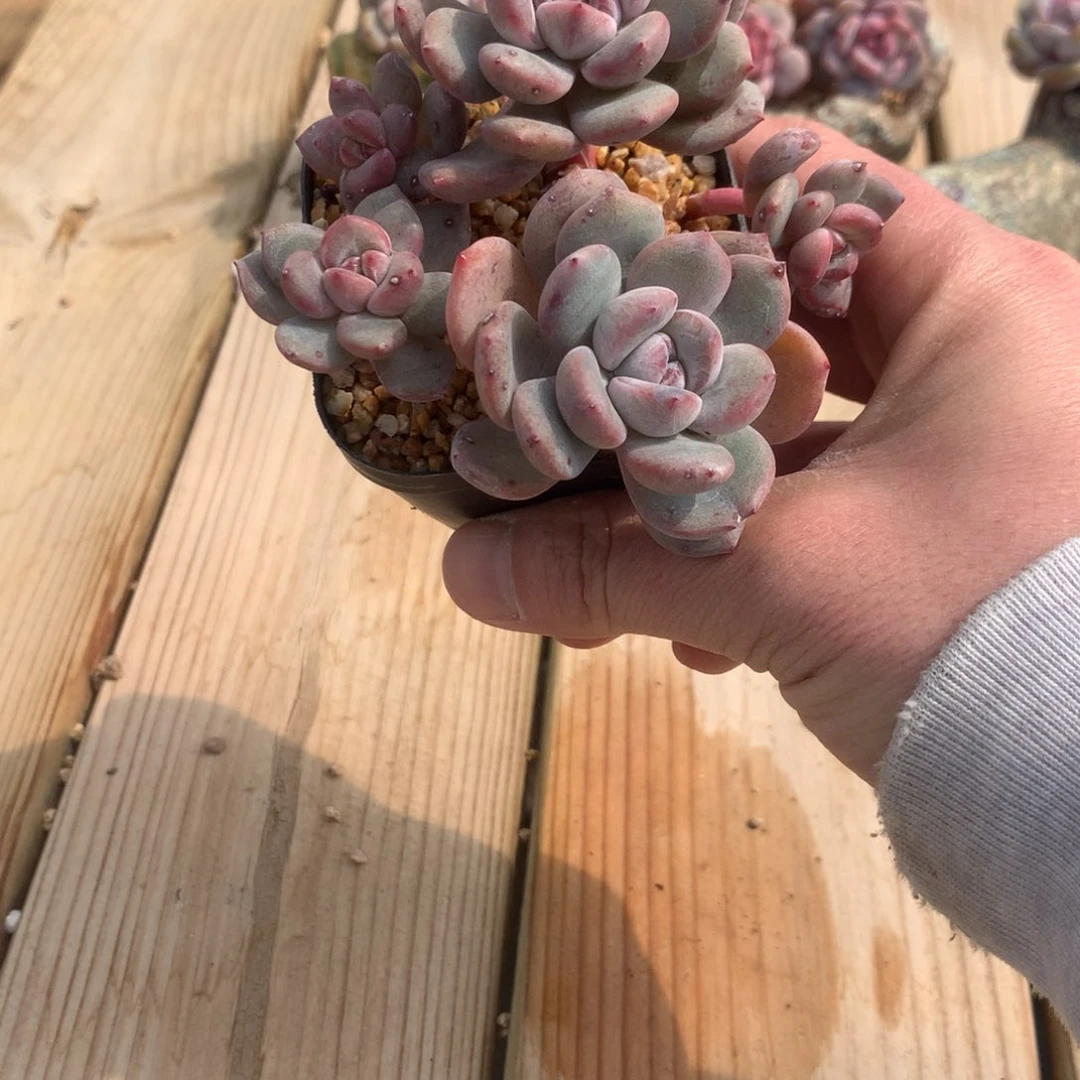 M**?Mei突尼斯发货多肉