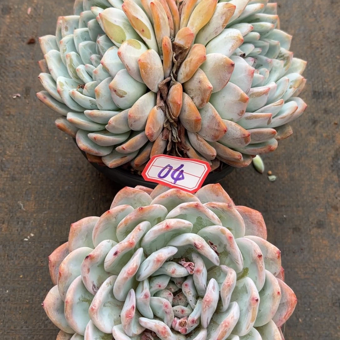 0000000000004橙梦露