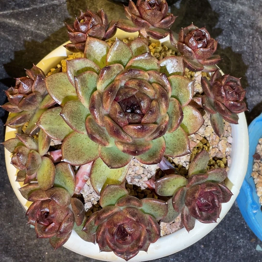 多肉植物一物一拍