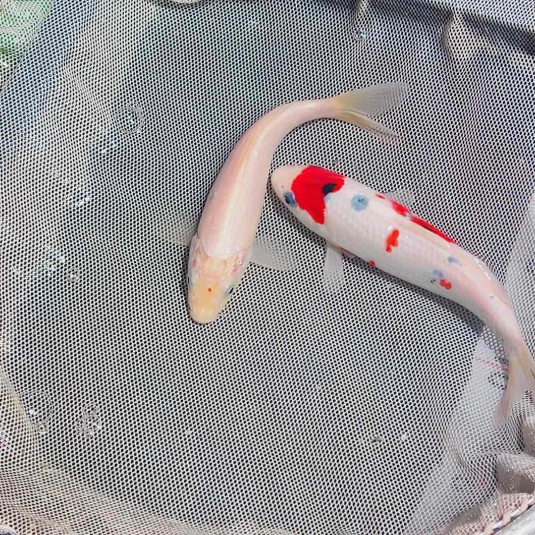 锦鲤锦鲤观赏鱼111