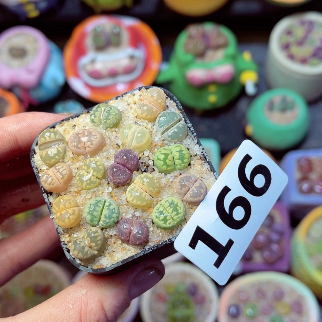 166生石花带盆发