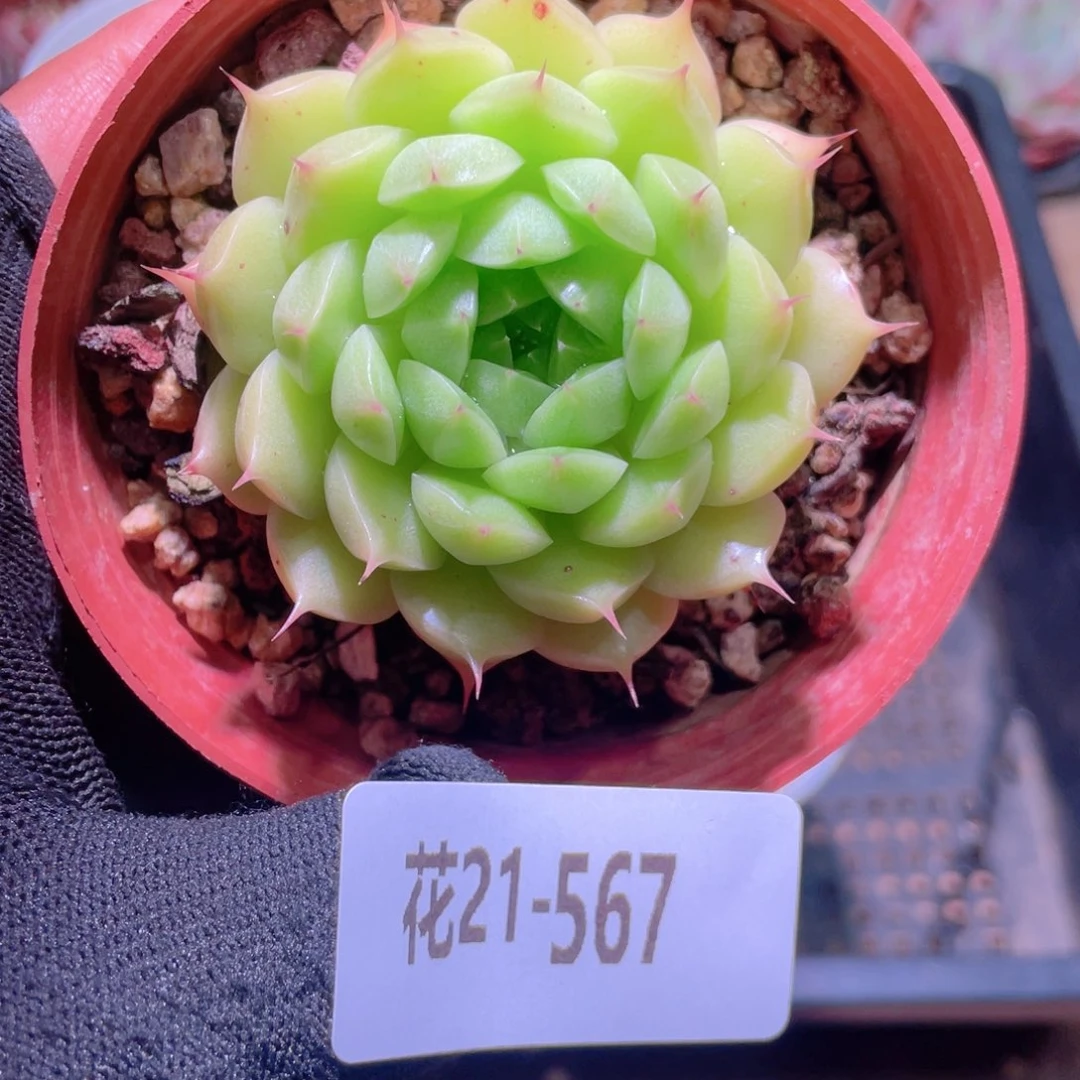 花利美21-567海王