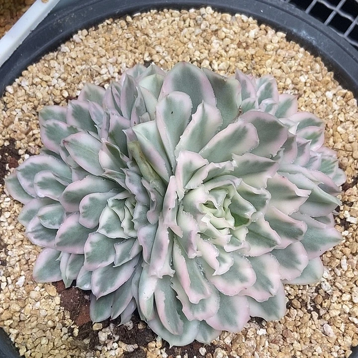 紫蝴蝶锦多肉植物