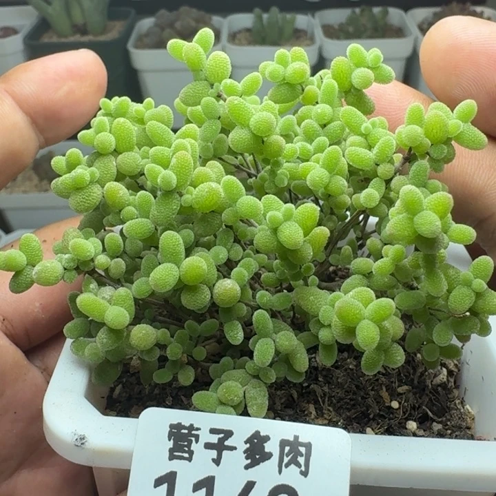 蜜橘带盆土。